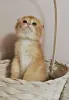 Шотландский вислоухий мальчик