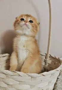 Шотландский вислоухий мальчик