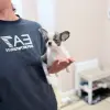 Чихуахуа мальчик