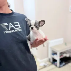 Чихуахуа мальчик