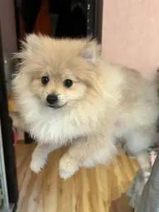 Померанский шпиц мини мальчик