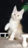 Котенок Мейн Кун крупный