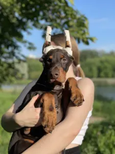 Щенок добермана, мальчик
