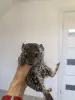 Животные