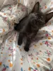 Котята-Детки потеряли родителей, ау мама и папа и выгде? Милые булочки, кушают все как хомяки, ходят в лоток, невероятно шладкие круасанчики😋😊😍