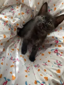 Котята-Детки потеряли родителей, ау мама и папа и выгде? Милые булочки, кушают все как хомяки, ходят в лоток, невероятно шладкие круасанчики😋😊😍