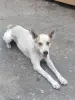 Собака в дар
