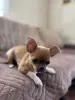 Щенок чихуахуа девочка мини