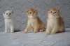 Шотландский вислоухий мальчик
