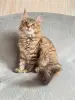Котята Мейн-Кун