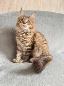 Котята Мейн-Кун