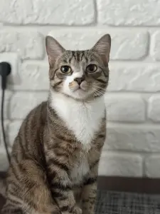 Отдам Кота