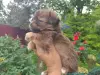 Щенята красавчики ребята чихуахуа