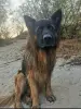 Выгул собак