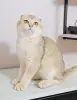 Шотландский вислоухий мальчик