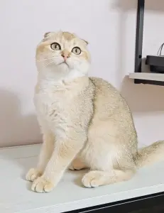 Шотландский вислоухий мальчик