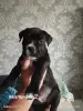 Щенки стаффа