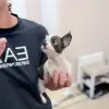 Чихуахуа мальчик