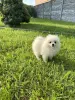 Мальчик померанского шпица.