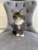 Котята Мейн-Кун