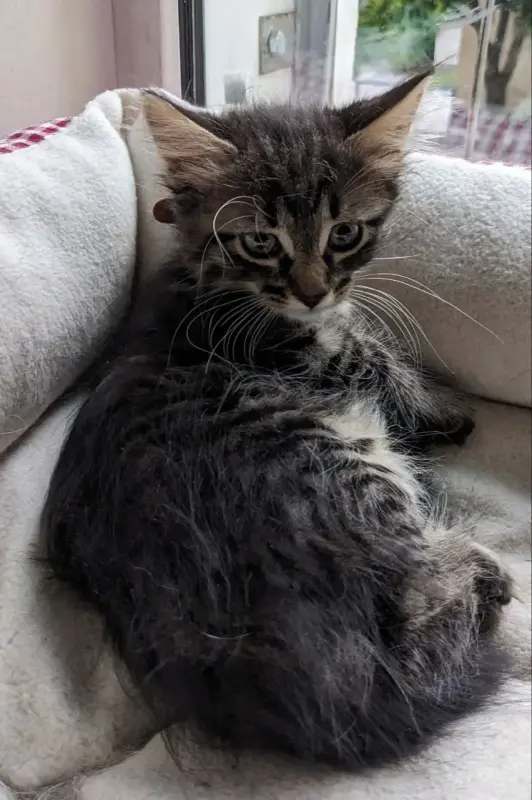 котята