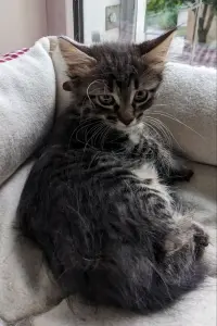 котята