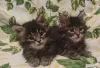 Котята мейн-кун