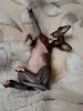 Сфинксики