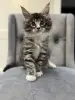Котята чистокровные Мейн Кун