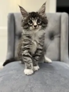 Котята чистокровные Мейн Кун