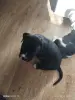 Щенки стаффа