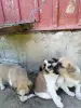 Отдам в хорошие руки