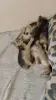Абиссинские котята