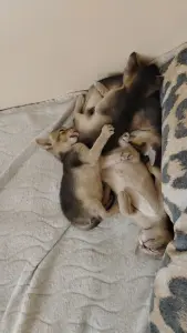 Абиссинские котята