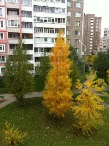 сдам комнату фрунзенский район