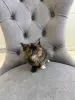 Котята Мейн-Кун