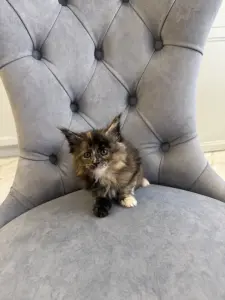 Котята Мейн-Кун