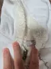 Лот одежды для девочки до года