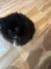 Померанский шпиц мини мальчик