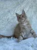 Мейн-Кун котята