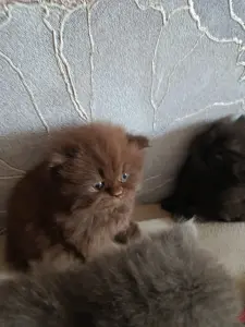 Котята