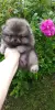 Померанский шпиц мальчик мини мишка
