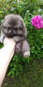 Померанский шпиц мальчик мини мишка