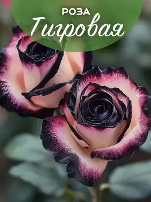 Лилейники,розы