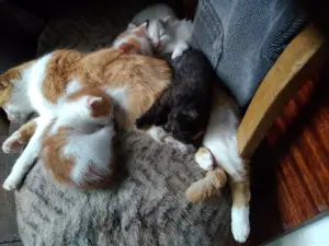 Котята в дар