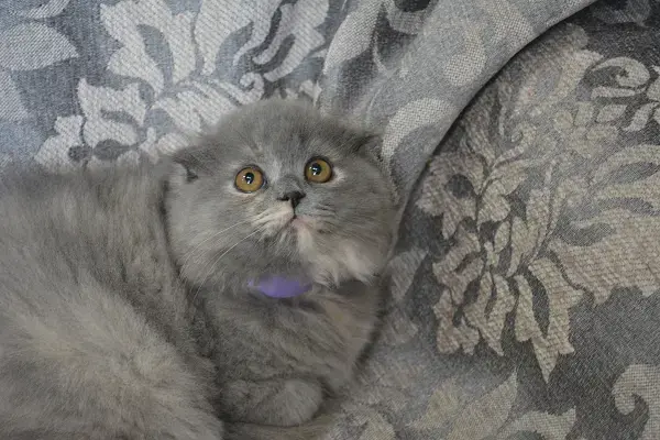 Шотландские котята вислоухие и Прямоухие