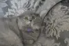 Шотландские котята вислоухие и Прямоухие