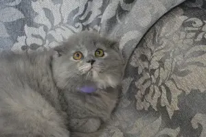 Шотландские котята вислоухие и Прямоухие