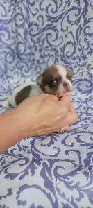 Чихуахуа мальчишки