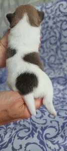 Чихуахуа мальчишки
